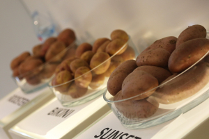 Zona Expo de Culinaria Tenerife 2016. Foto: Acfi Press